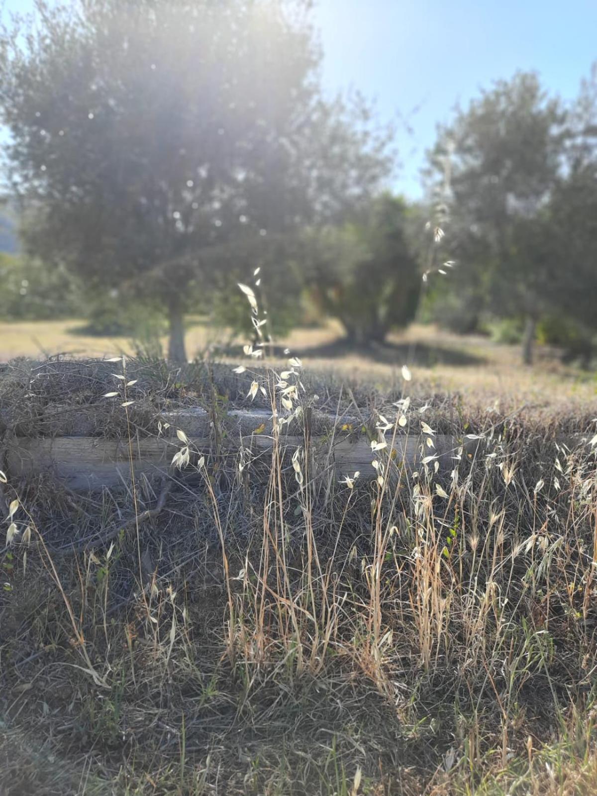 Sa Teria Village Tertenìa Exterior foto